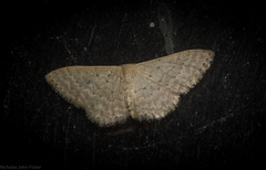 Idaea eretmopus