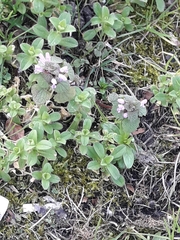 Lamium purpureum