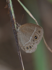 Brakefieldia simonsii