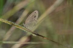 Brakefieldia simonsii