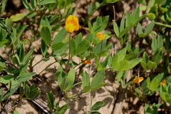 Arachis glabrata