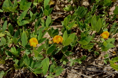 Arachis glabrata