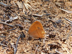 Brakefieldia simonsii