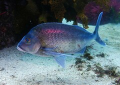 Morwong photo 3