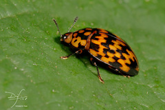 Callischyrus hieroglyphicus