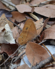 Brakefieldia simonsii