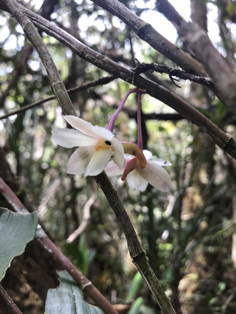 Dendrobium corallorhizon J.J.Sm.