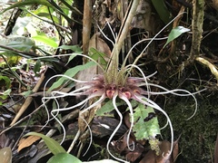 Bulbophyllum virescens