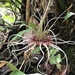 Bulbophyllum ericssonii - Photo (c) mataga, some rights reserved (CC BY-NC)