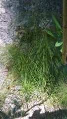 Equisetum telmateia telmateia