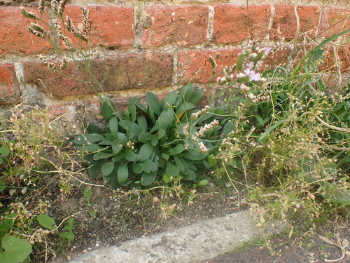 Image of Limonium procerum by no rights reserved