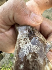 Singapore Toadfish photo 3