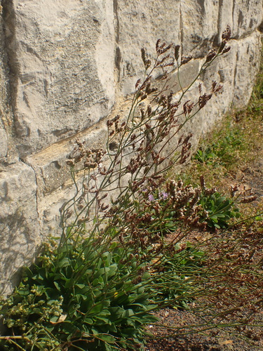 Image of Limonium procerum by no rights reserved