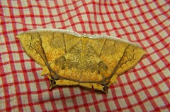 Thinopteryx crocoptera