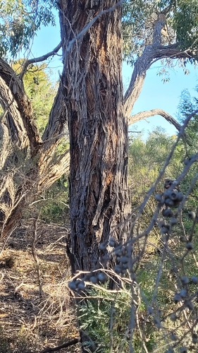 Image of Eucalyptus arenacea by (c) Eamonn Culhane, some rights reserved (CC BY)