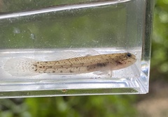 Stripeface Goby photo 2
