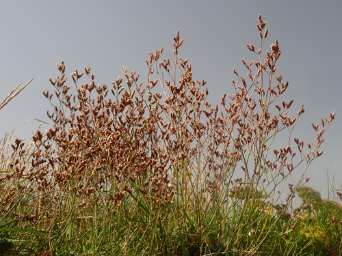 Image of Limonium procerum by no rights reserved