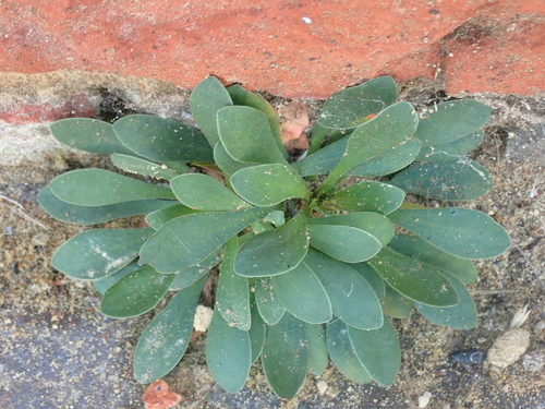 Image of Limonium procerum by no rights reserved