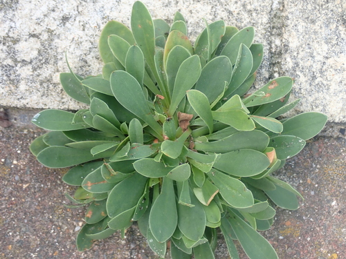 Image of Limonium procerum by no rights reserved