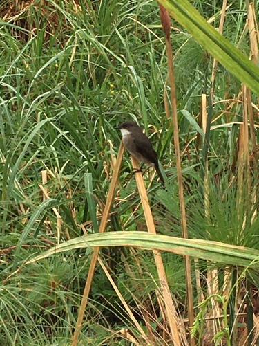 Swamp Flycatcher