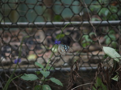 Tirumala limniace limniace
