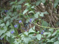 Tirumala limniace limniace