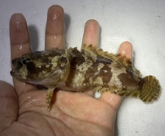 Singapore Toadfish photo 4