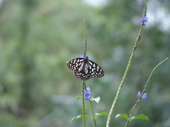 Tirumala limniace limniace