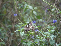 Tirumala limniace limniace