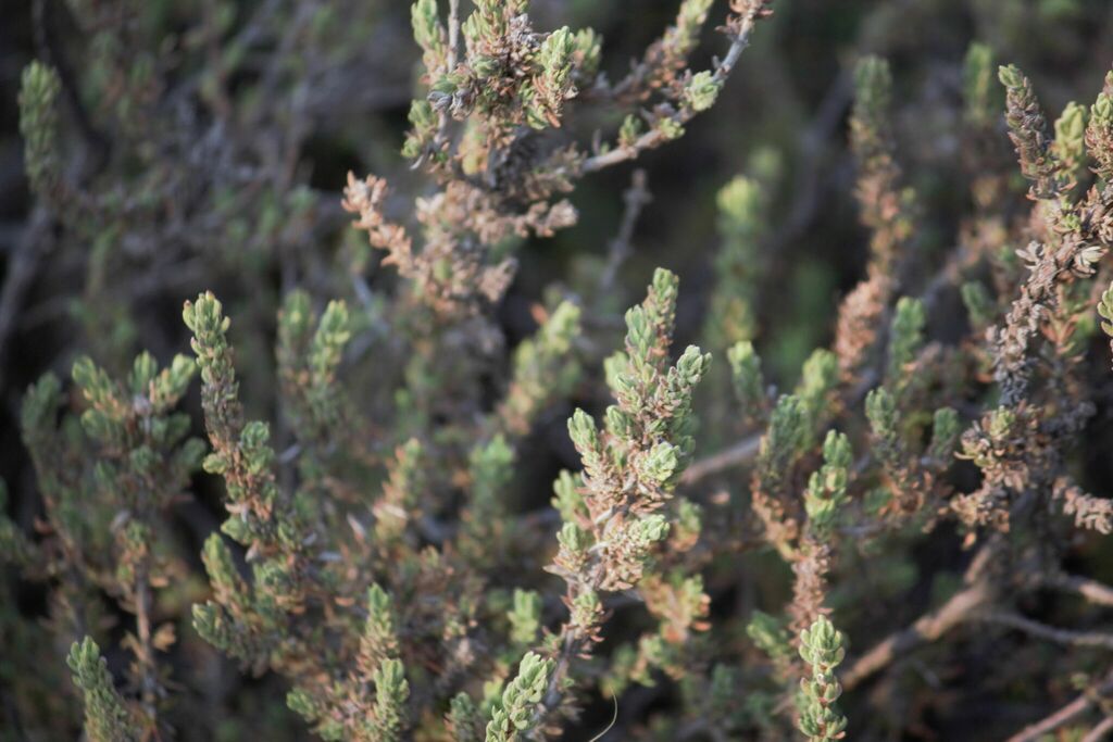 Crassula lanceolata lanceolata from West Rand District Municipality ...