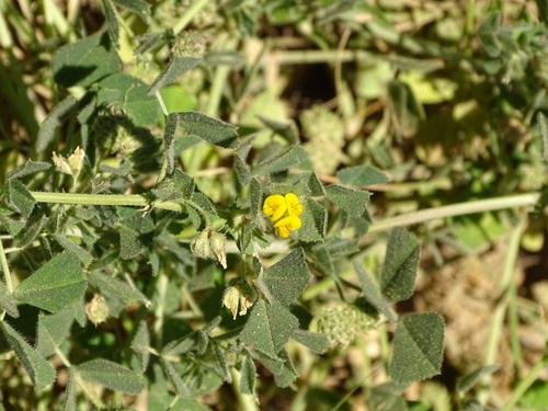 Barrelclover (Medicago truncatula)