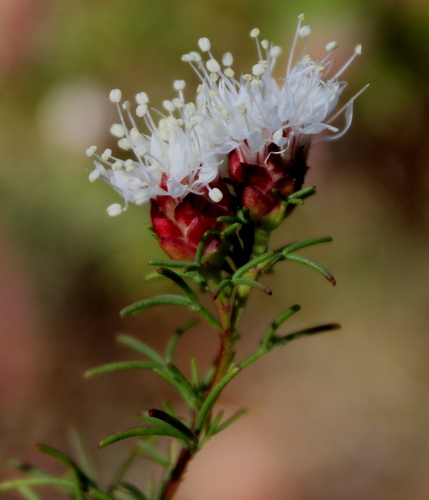 Dalea pinnata var. trifoliata