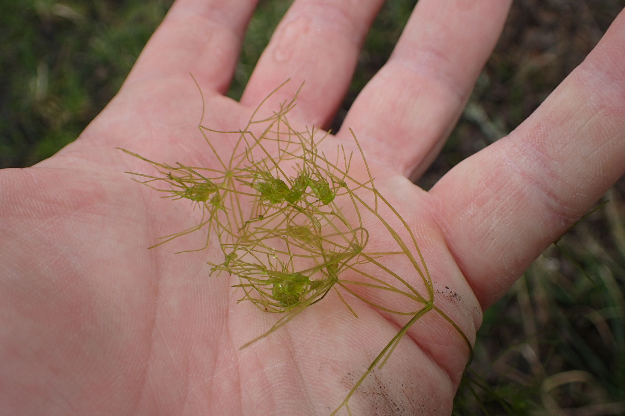 Nitella acuminata