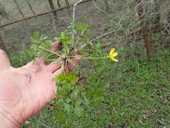 Ranunculus fascicularis
