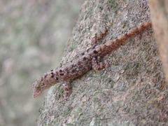 Gonatodes albogularis fuscus