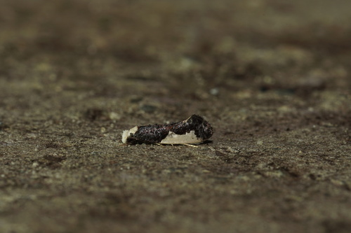 Monopis monachella