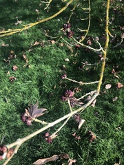 Fraxinus xanthoxyloides