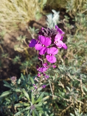 Erysimum linifolium