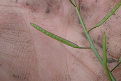 Planodes virginicum