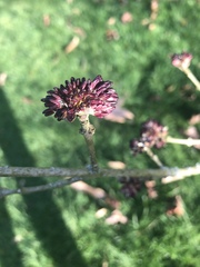 Fraxinus xanthoxyloides