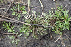 Planodes virginicum