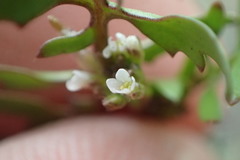 Planodes virginicum