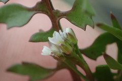 Planodes virginicum