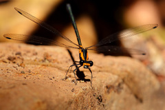 Austroargiolestes amabilis