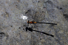 Austroargiolestes amabilis