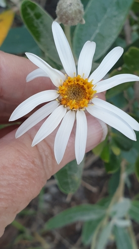 Image of Olearia pannosa by (c) Rosalie Lawrence, some rights reserved (CC BY)