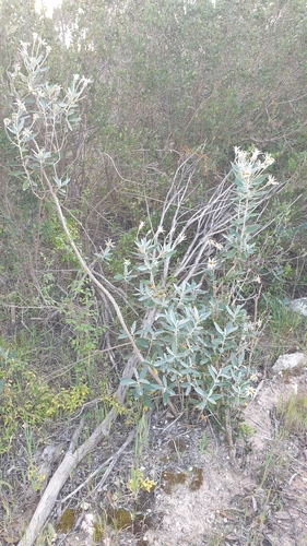 Image of Olearia pannosa by (c) Rosalie Lawrence, some rights reserved (CC BY)
