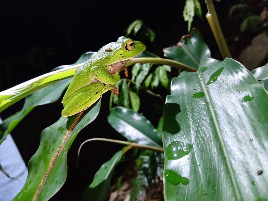 Orange-belly Tree Frog in June 2019 by cpumerci · iNaturalist