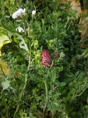 Fumaria densiflora
