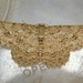 Engrailed Moths - Photo (c) Rohit, some rights reserved (CC BY-SA), uploaded by Rohit